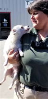 Freckles, a small male Terrier mix