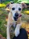 Linus a Senior Dachshund-Beagle mix