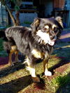 Snoopy a Cavalier King Charles mix