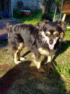 Snoopy a Cavalier King Charles mix