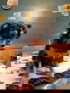 Snoopy a Cavalier King Charles mix