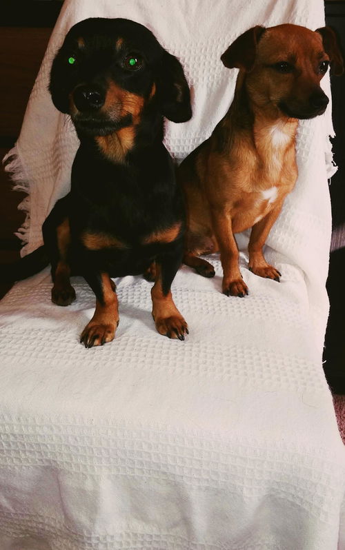 Frank and Oscar Bonded Chiweenie Bros.