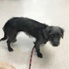 Jennie a Cairn Terrier-Dachshund