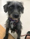 Jennie a Cairn Terrier-Dachshund