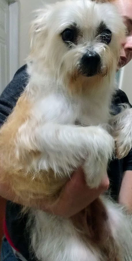 Gracie a Maltese-Cairn Terrier mix (Cairmal)