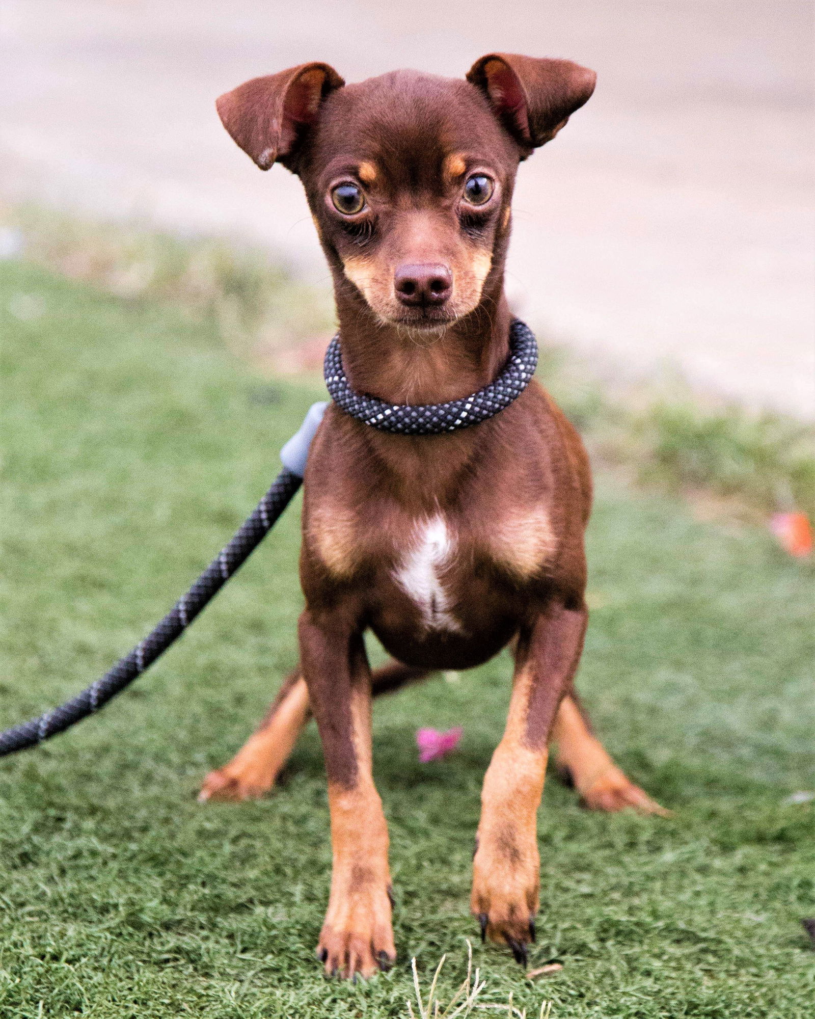 Manchester terrier chihuahua mix hotsell for sale