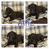 Alfie a Lab-Schipperke-Dachshund puppy