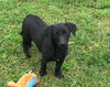 Alfie a Lab-Schipperke-Dachshund puppy