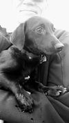 Alfie a Lab-Schipperke-Dachshund puppy