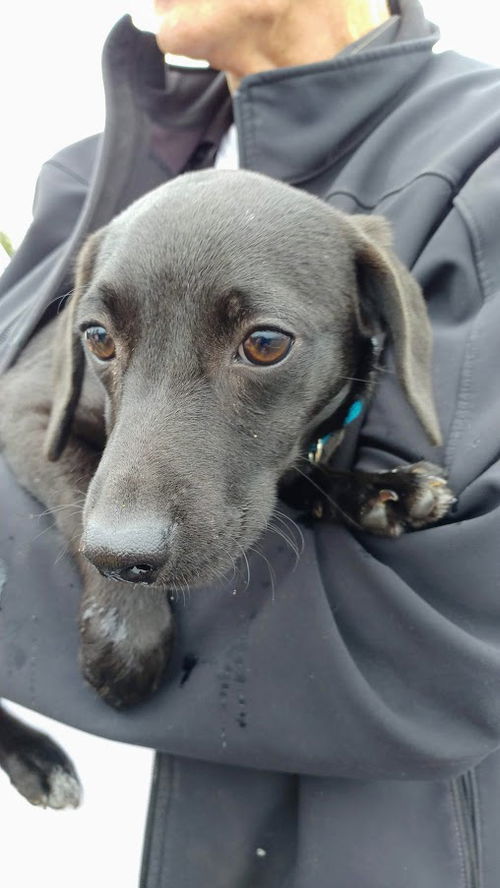 Alfie a Lab-Schipperke-Dachshund puppy