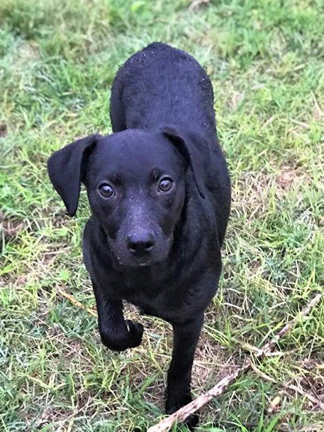 Schipperke lab hot sale mix