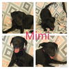 Mimi a Labrador-Schipperke-Dachshund Puppy