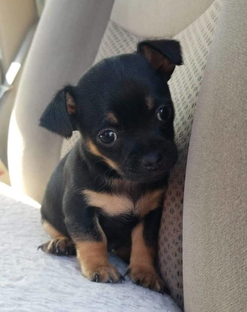 Rita, a chihuahua puppy