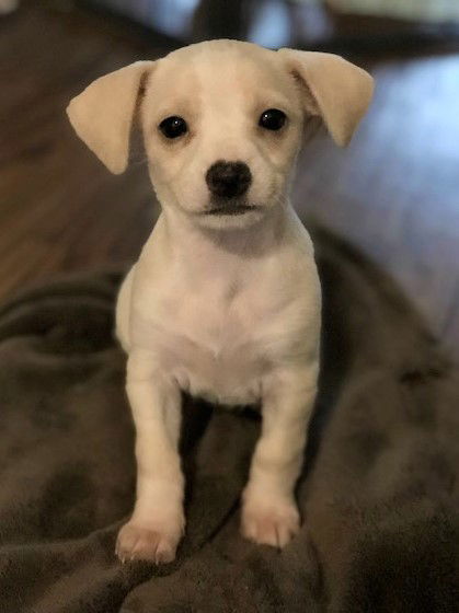 Jo Jo, a 3 month old Puppy