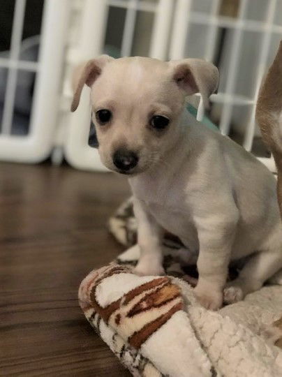 Cici a  2 month old Parson-Dachshund mix puppy