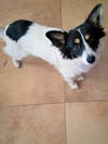 Jasper a Papillon mix