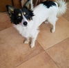 Jasper a Papillon mix