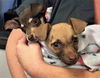 Tristan a Dachsund-Terrier mix Puppy
