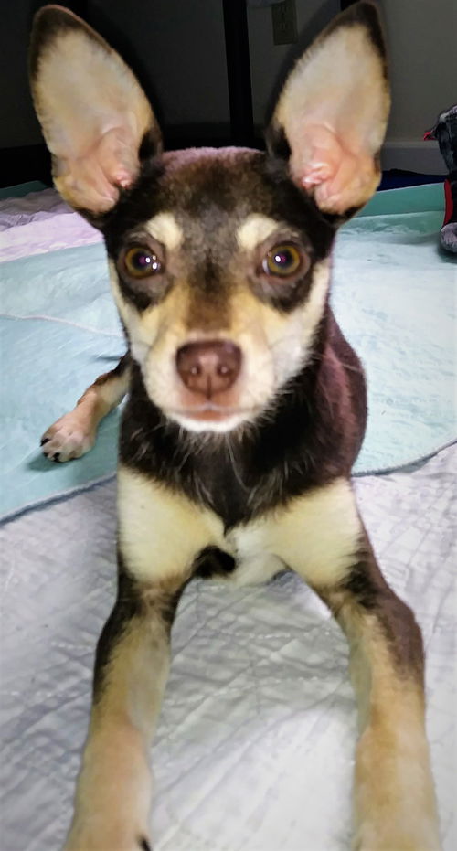 Tristan a Dachsund-Terrier mix Puppy
