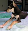 Tristan a Dachsund-Terrier mix Puppy