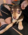 Tristan a Dachsund-Terrier mix Puppy