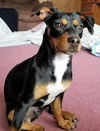 Precious A young Manchester-Dachshund mix mix