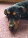 Precious A young Manchester-Dachshund mix mix