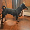 Precious A young Manchester-Dachshund mix mix
