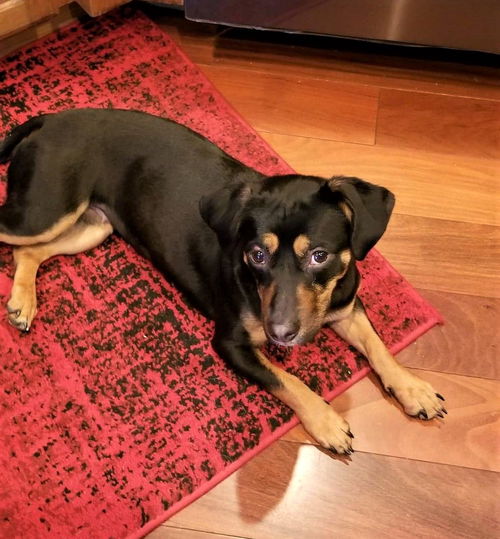 Whit Sox, Manchester Terrier / Dachshund mix