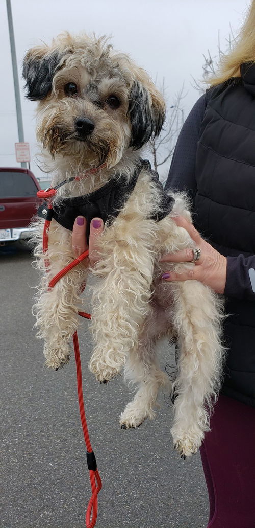 tizzie the Havanese pup