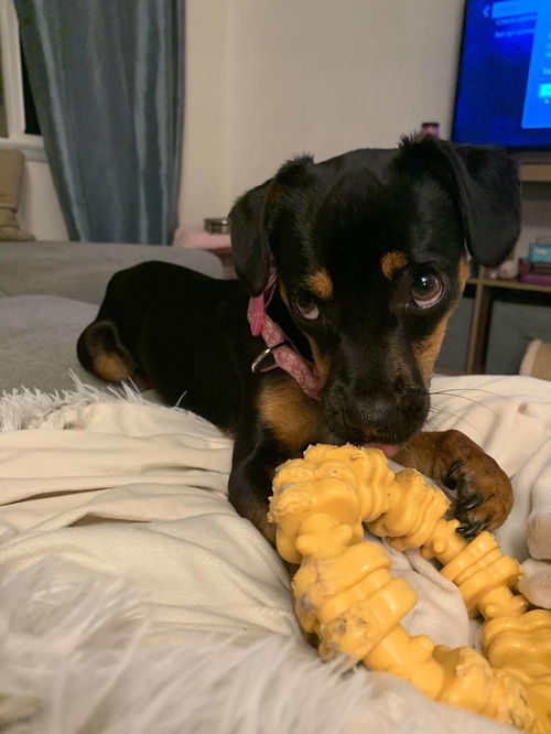 Greta, A dachshund-Pug mix