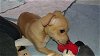 Bailey a dachshund mix puppy