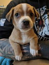 Beau, a Terrier Dachshund puppy