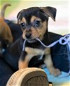 Nash, a Terrier-Dachshund puppy