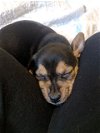 Nash, a Terrier-Dachshund puppy
