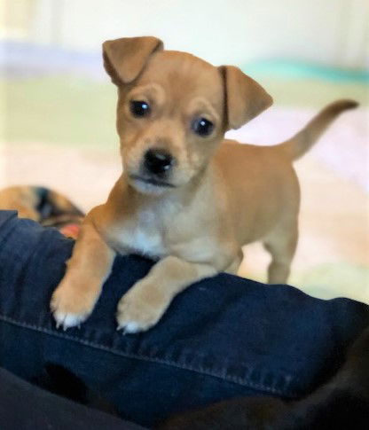 Chip A terrier-Dachshund puppy