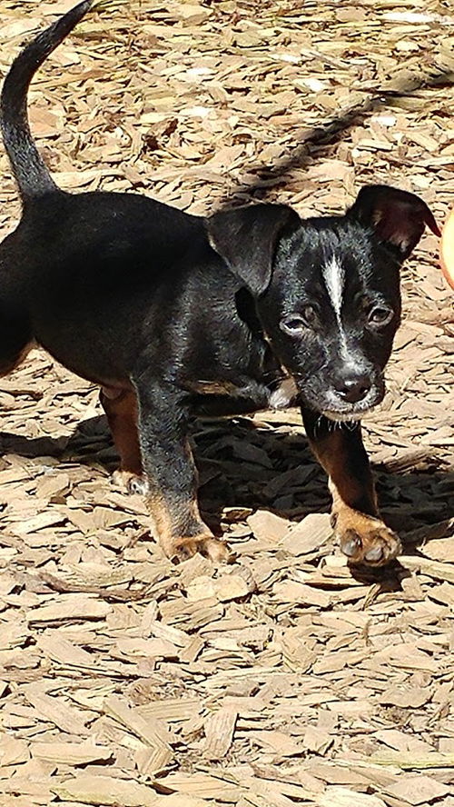 Snickers, a Dachshund-JRT  Puppy