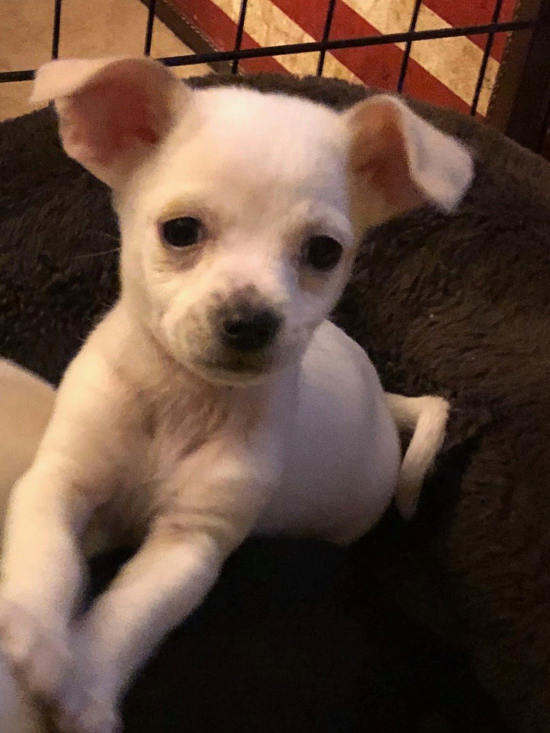 Jack russell hot sale chihuahua puppy