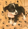 Saydie a Dachshund-JRT puppy