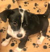 Saydie a Dachshund-JRT puppy