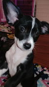 Saydie a Dachshund-JRT puppy