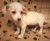 Sasha, a Dachshund-Jack Russell Terrier Puppy