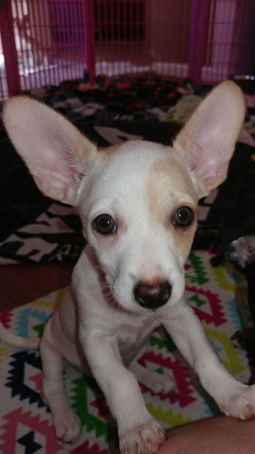 Sarafina The dachshund-Jack Russell Terrier Puppy