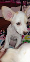 Sarafina The dachshund-Jack Russell Terrier Puppy