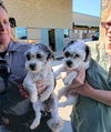 Benny and June Bonded Shih-Poos