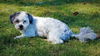 Benny and June Bonded Shih-Poos