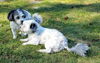 Benny and June Bonded Shih-Poos