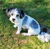 Benny and June Bonded Shih-Poos