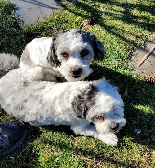 Benny and June Bonded Shih-Poos