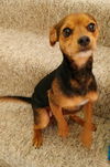 Anika a jack Russell-Dachshund Mix (Jackshund)